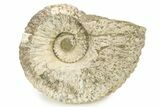 Bumpy Ammonite (Douvilleiceras) Fossil - Madagascar #289098-1